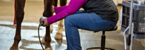 Stosswellentherapie für Pferde - ZFPM